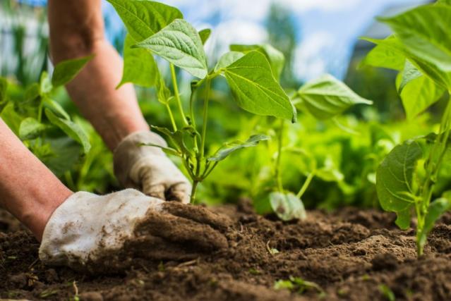 plantation végétaux 